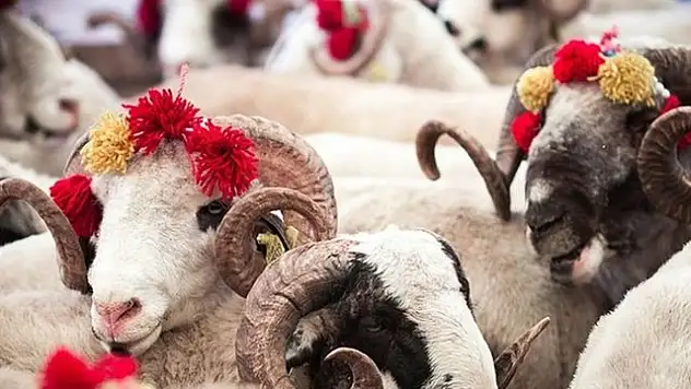 Bayramda 2,7 milyondan fazla kurbanlık satıldığı tahmin ediliyor
