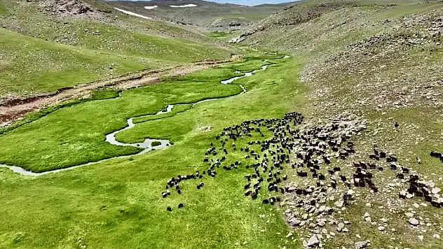 Ağrı Sinek Yaylası doğasıyla büyülüyor