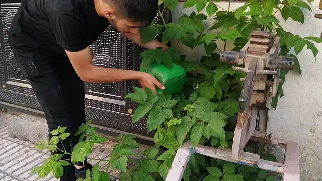 İş Yerinin Önünde Yetişen Meyve Ağacına Göz Gibi Bakıyor