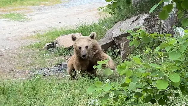 Maskot ayılar ziyaretçilerin korkulu rüyası oldu