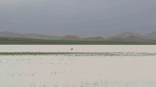 Van'da bu yıl kurumayan Akgöl misafirlerini ağırlıyor