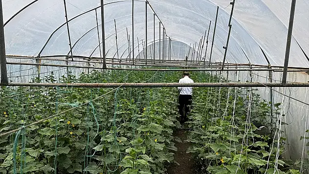 Iğdır'da bu sezon salatalıkta beklenti 5 bin ton