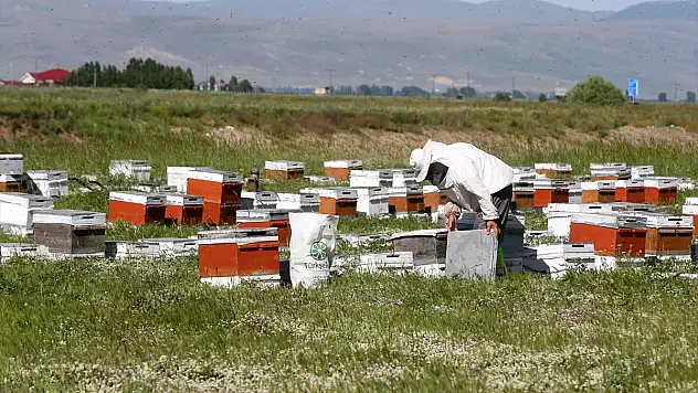 Muş Ovası bu yıl 478 gezgin arıcıya ev sahipliği yapıyor