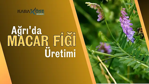 Ağrı'da Macar Fiği Üretimi