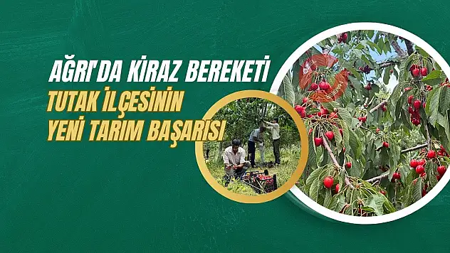 Ağrı'da Kiraz Bereketi: Tutak İlçesinin Yeni Tarım Başarısı