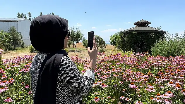 Van'da tıbbi bitkiler adeta fotoğraf stüdyosuna döndü