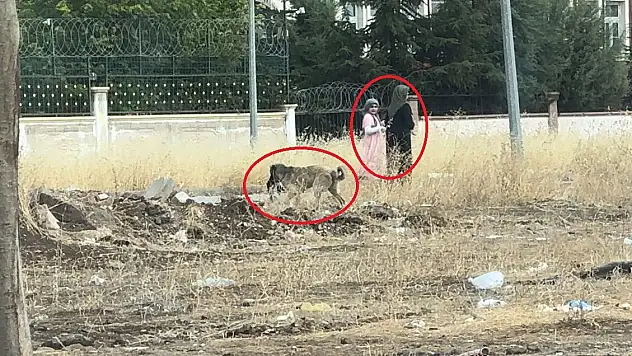 Diyarbakır'da başıboş köpekler kediyi telef etti