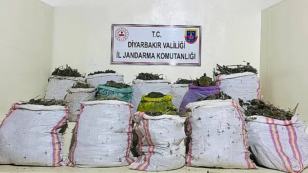 Diyarbakır'da binlerce kök kenevir ve skunk ele geçirildi