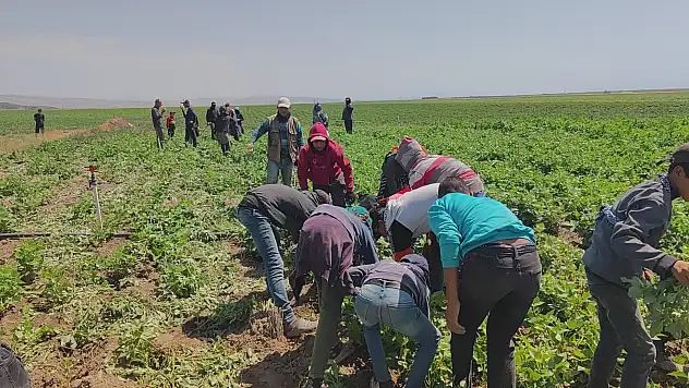 Bitlis'te mevsimlik işçilerin kavurucu sıcakta zorlu mesaisi