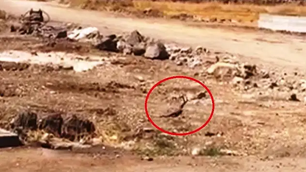 Diyarbakır'da yılanların dansı görüntülendi