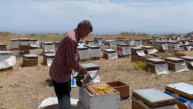 Bitlis'te bal sağımı başladı