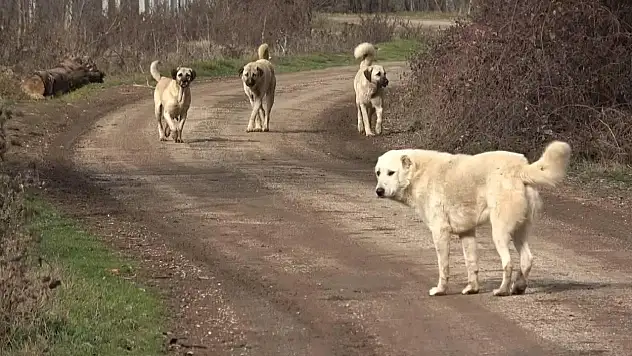 KDK, sahipsiz hayvanlara karşı tedbir alınmasını önerdi