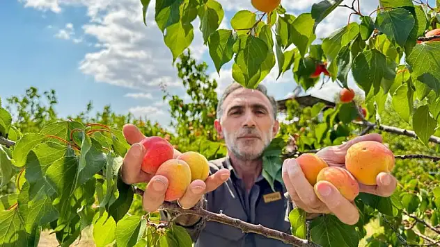 Ağrı'nın çorak topraklarında yüksek verim