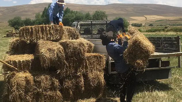 Yağışlar Ağrı'da Besicileri Zor Durumda Bıraktı