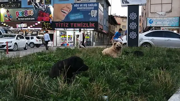 Ağrı'da Sokak Köpekleri Tehlike Saçıyor: Vatandaşlar Tedirgin