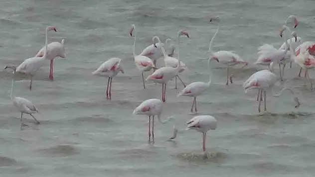 Van Gölü havzası flamingolarla renklendi