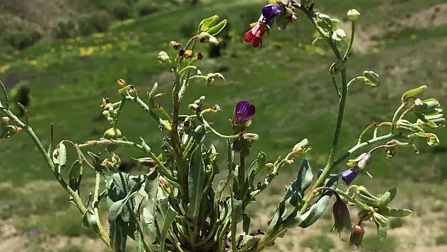 Bu bitki, dünyada sadece Tunceli'de var