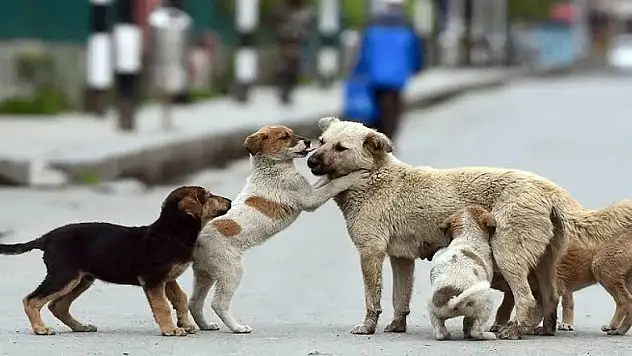 Bitlis'te köpeklerin zehirlenerek öldürüldüğü yönündeki asılsız paylaşımlara tepki