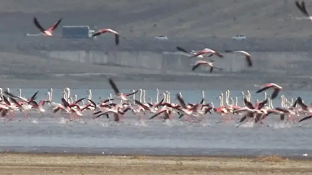 Van'da flamingolar Erçek Gölü'nü renklendirdi