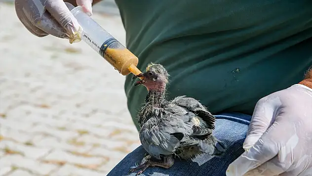 Van'da 20 güvercin yavrusu koruma altına alındı