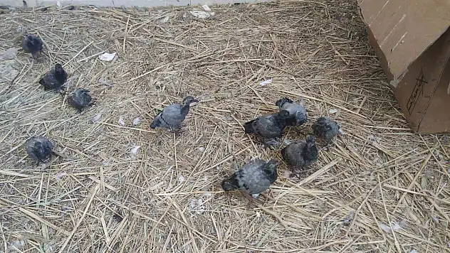 Van'da koruma altına alınan 20 yavru güvercin şırınga ile besleniyor