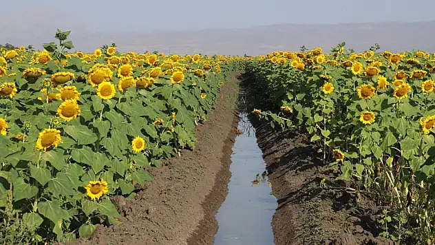 Ağrı'da ayçiçekleri boynunu büktü
