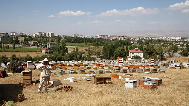 Muş'ta bu yıl balda yüksek rekolte bekleniyor