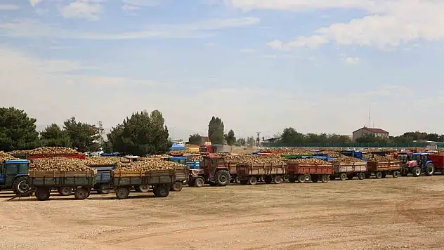 Muş'ta 85 bin dönümde ekilen şeker pancarının alımı başladı