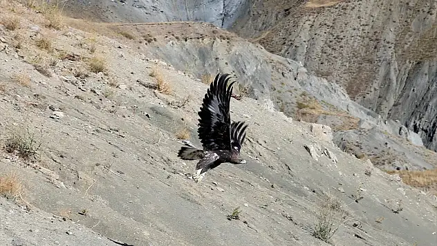 Van'da iyileştirilen kaya kartalı ve kızıl akbaba özgürlüğüne kavuştu