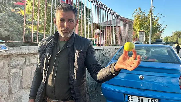 Ağrı'da Organik Dağ Armudu Şifa Kaynağı