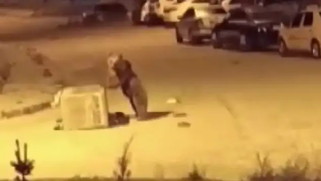 Kars'ta boz ayılar sokaklarda cirit atıyor