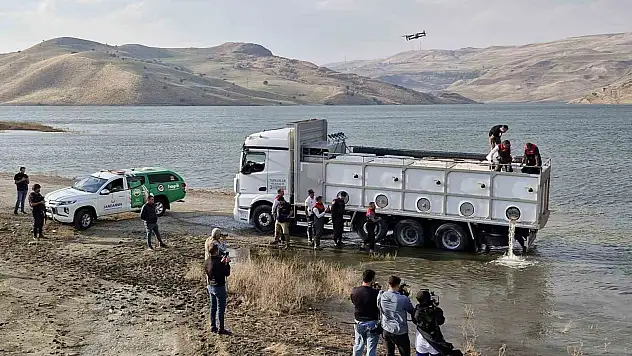 Muş'ta 4 milyon yavru sazan sulara bırakıldı