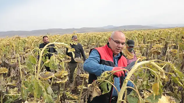 Vali Koç eline orak alarak hasada katıldı
