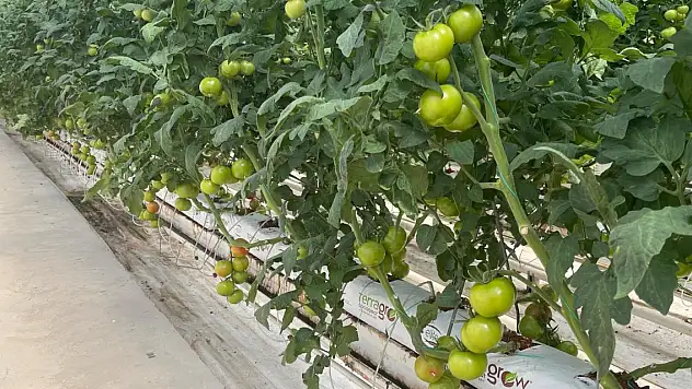 Zorlu İklimde Sürdürülebilir Tarımın Anahtarı: Diyadin Jeotermal Seraları