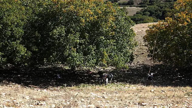 Muş'ta ceviz hasadı başladı