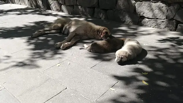 Ağrı'da Sokak Köpekleri Güneşin Keyfini Çıkarıyor