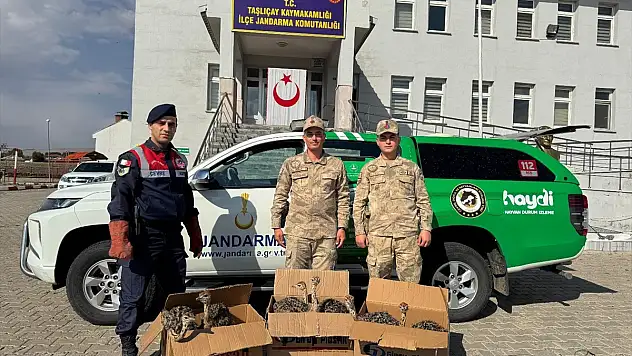 Ağrı'da yolcu otobüsünde deve kuşu yavruları ele geçirildi