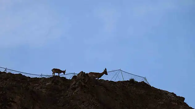 Erzurum'da yaban keçilerini köylüler koruyor