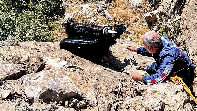 Diyarbakır'da keçiler kurttan kaçtı: Uçurumda mahsur kaldı