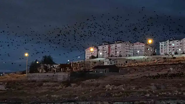 Van'ı kargalar bastı