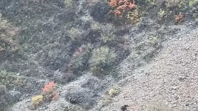 Boz ayılar bu kez Susuz Şelalesi'nde