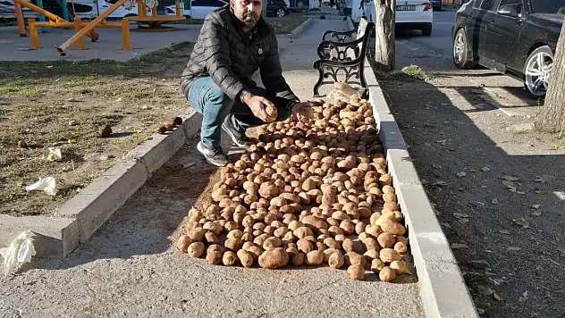 Ağrı'da Kış Hazırlıkları: Patatesler Güneşe Seriliyor