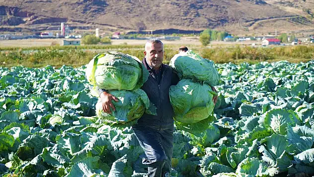 Muş'ta lahana hasadından gelir beklentisi yüksek