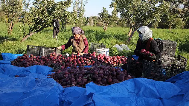 Iğdır'da dağ elması hasadı başladı