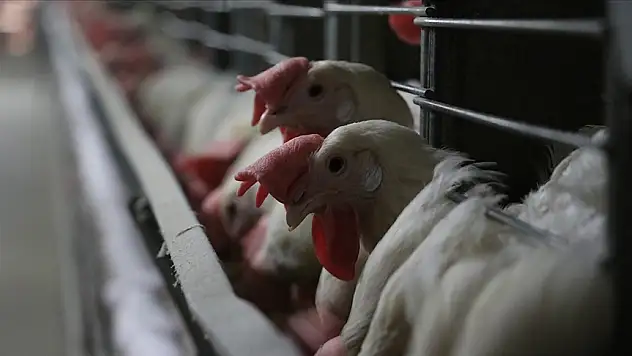 Bakanlıktan kuş gribi açıklaması