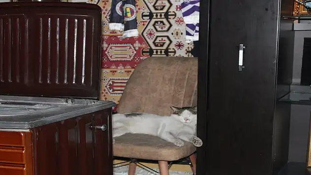Ağrı'da Bir İşletmenin Maskotu Haline Gelen Kedi: 'Genco'
