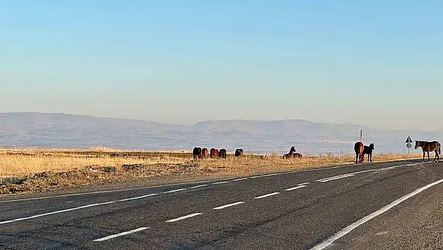 Kars'ta başıboş atlar trafiği tehlikeye atıyor