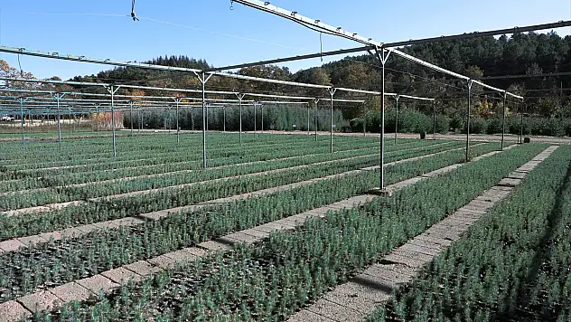 Doğu Anadolu'nun toprakları dikilen fidanlarla yeşerecek