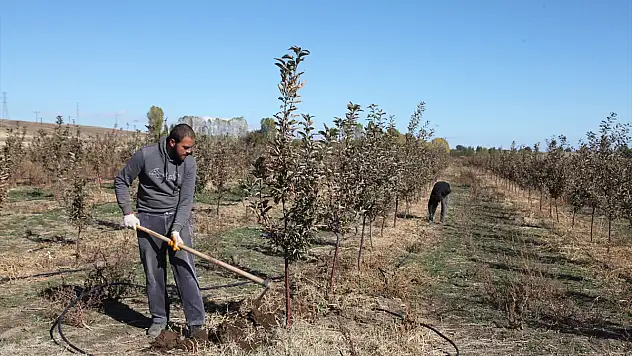 Bitlis'te devletten aldığı destekle arazisine 3 bin 500 fidan dikti