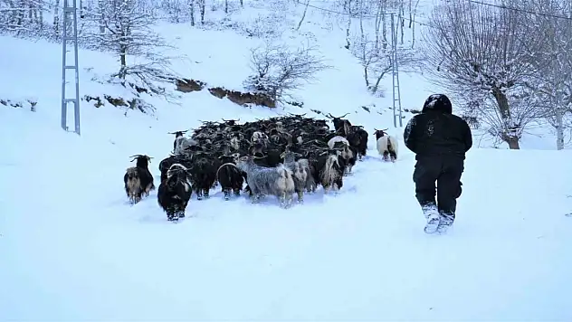 Muş'ta Besicilerin Zorlu Yolculuğu
